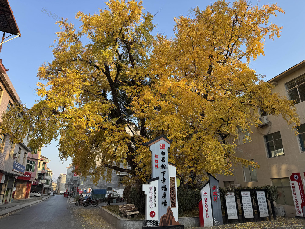 百年银杏树 银杏黄了