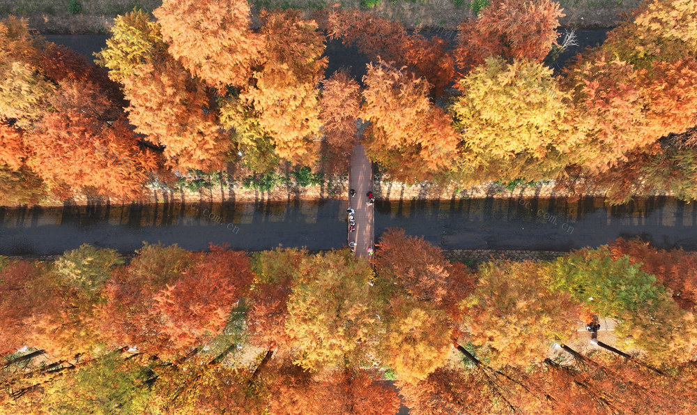 水杉 冬日 美景