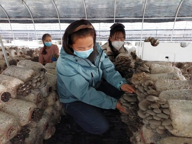 标准化采摘平菇  食用菌悄销全国市场