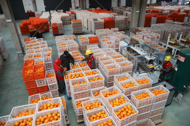 电力  巡检 脐橙 