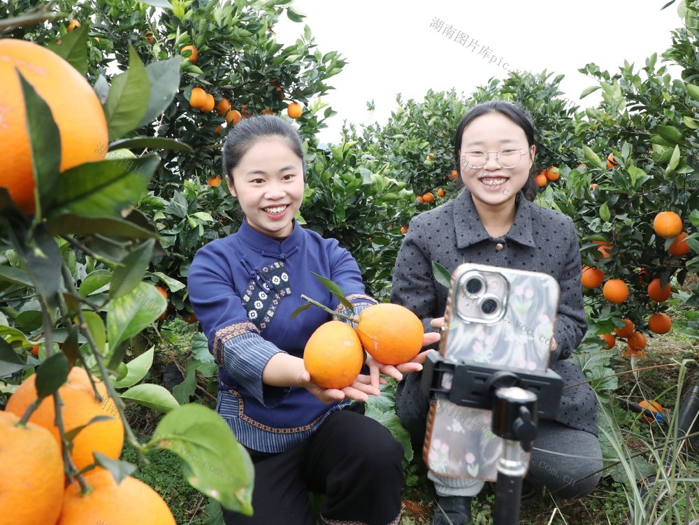 直播助农好收“橙”