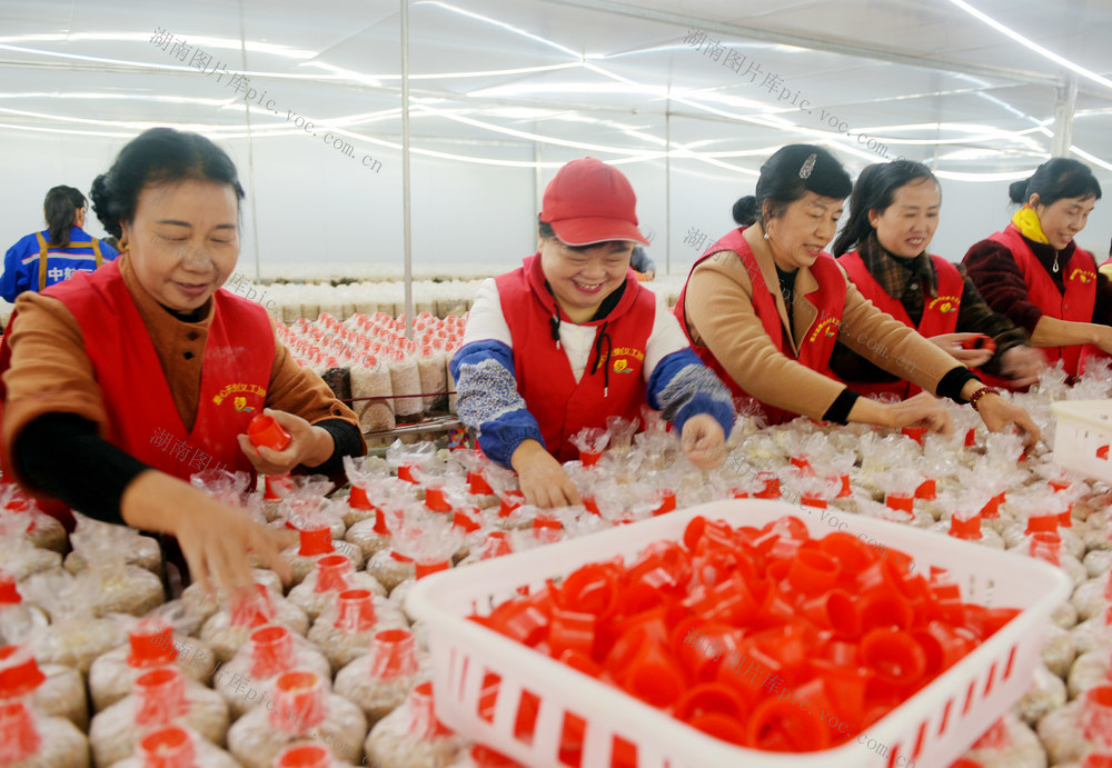 嘉禾：志愿服务助企忙