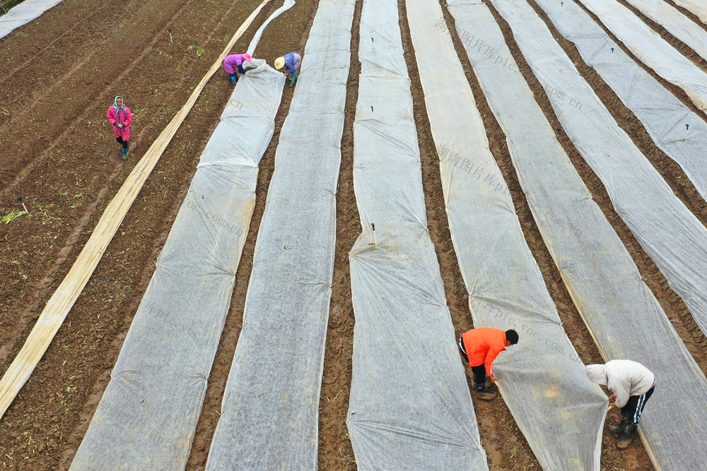 嘉禾：蔬菜覆膜   防冻御寒
