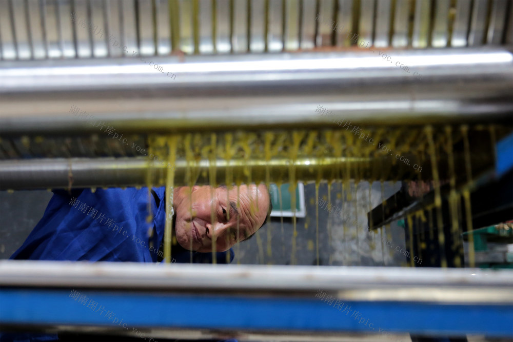 湖南桂东 普乐镇 荒坡 “金油” 油茶