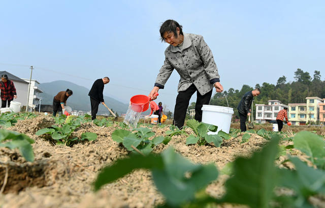 农事，冬季，农忙，油菜苗，农业，生产，农作物，农时，忙碌，劳作，田间地头，施肥，锄草，田间管理