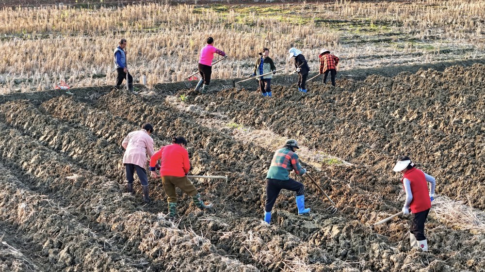 湖南  常宁  农民  冬种