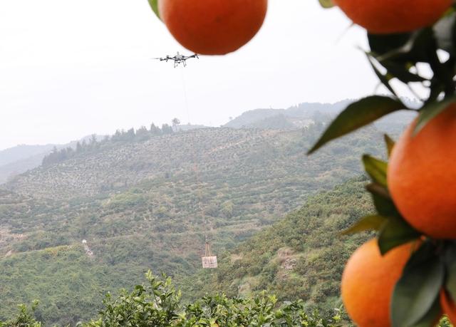 脐橙乘无人机“飞”出大山