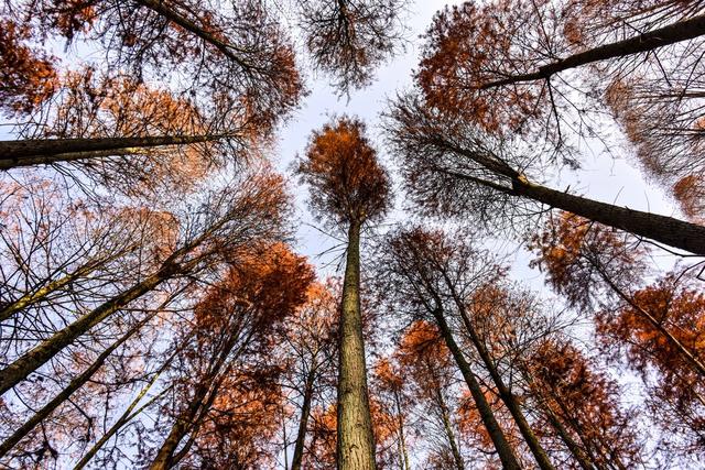 怀化 靖州 排牙山 林场 国家森林公园 休闲福地