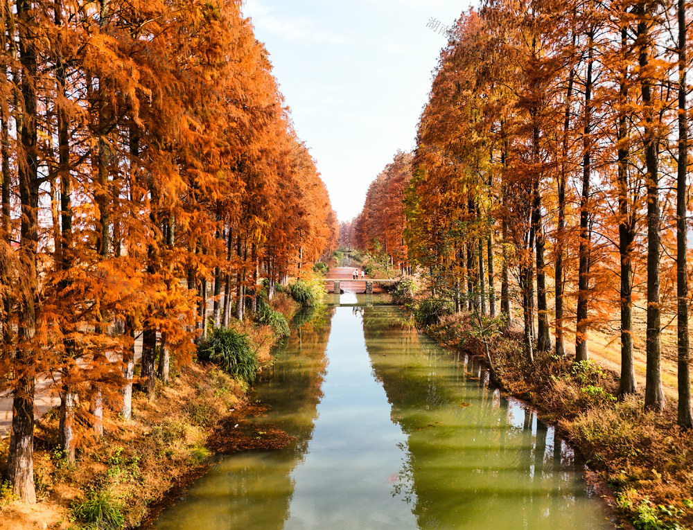 水杉林  火红  河堤  乡村  风景   