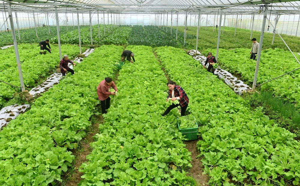 蔬菜 采收 菜篮子 市场 种植户 农民 大棚 基地  农时 收获 供应
 白菜