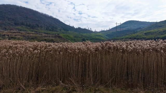 怀化泸阳的芦苇形成风景