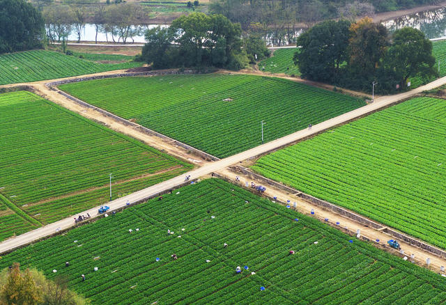 嘉禾：供港蔬菜采收忙