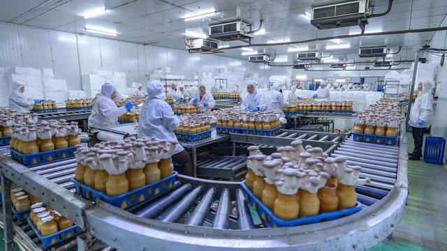 农业 食用菌产业 杏鲍菇 出口 乡村振兴