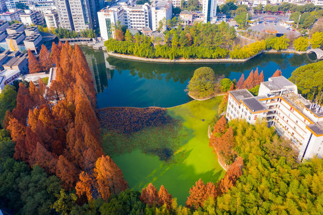 吉首  大学  水杉  冬日  校园  景色