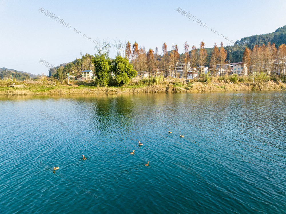 峒河 䴙䴘 鸟类
