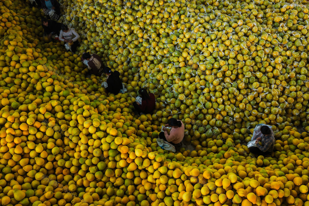香柚储藏仓里的繁忙景象