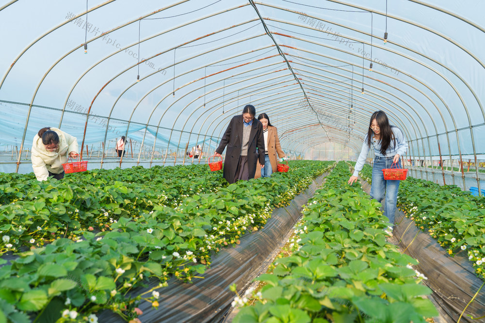农业 水果产业 农旅融合 乡村游