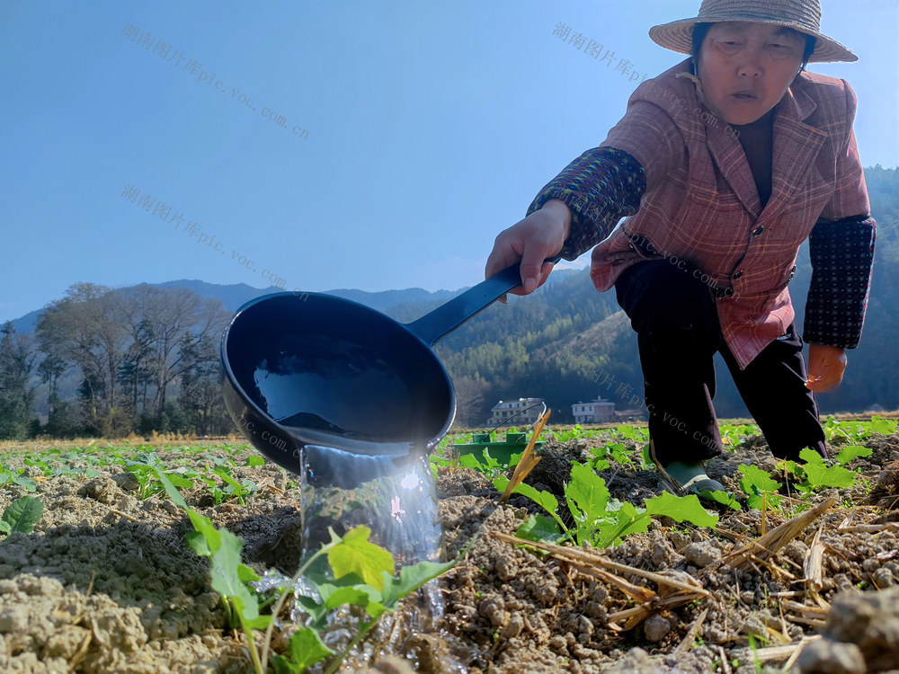 湖南桂东 冬闲田 忙 油菜地