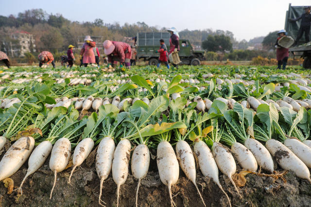 丰收 白萝卜 萝卜 种植