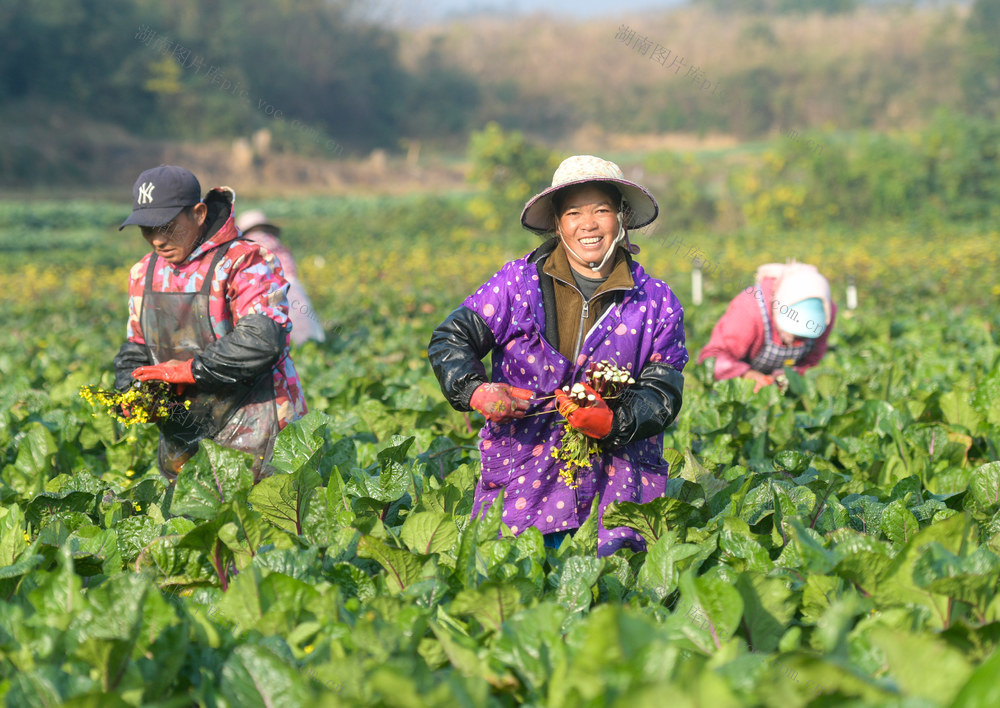 湖南道县：冬收蔬菜保供应