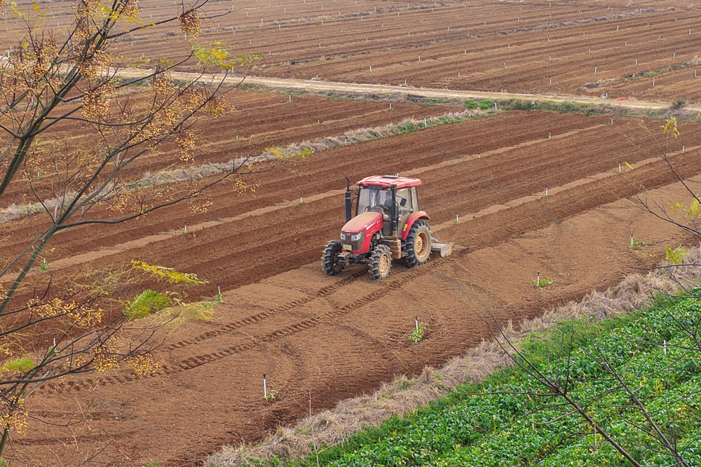 嘉禾：“冬至”时节农事忙