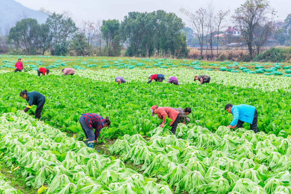 冬至  蔬菜  采收  繁忙