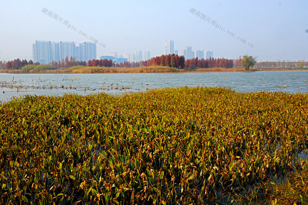 水杉湿地美如画
