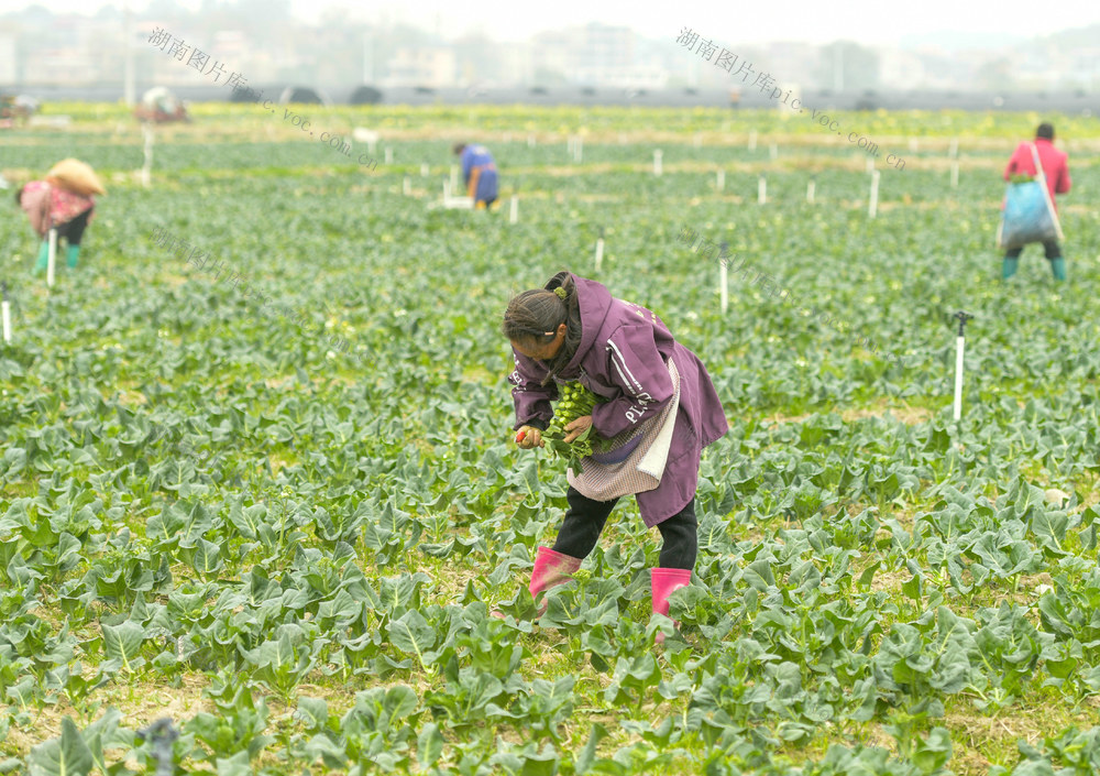 湖南道县：冬至农事忙 