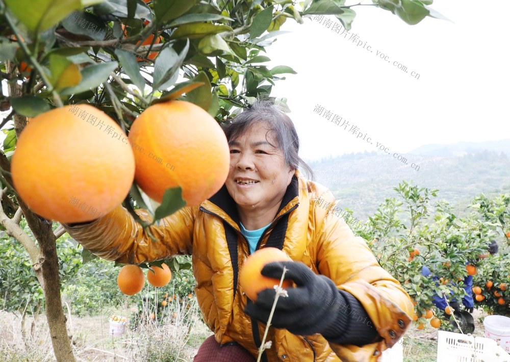  脐橙喜迎丰收