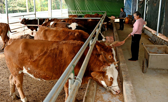 养殖 产业 养牛 金融 信贷 助农 规模化 助农纾困 农村 畜牧 养牛场