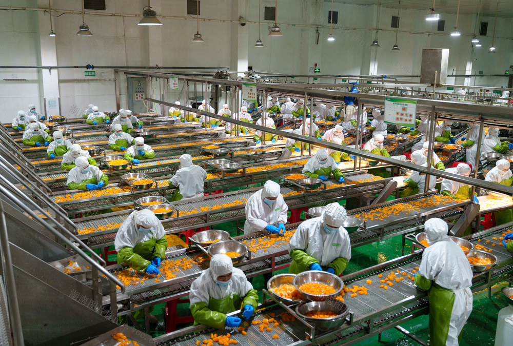 农业 柑橘罐头 水果产业 年终冲刺 出口