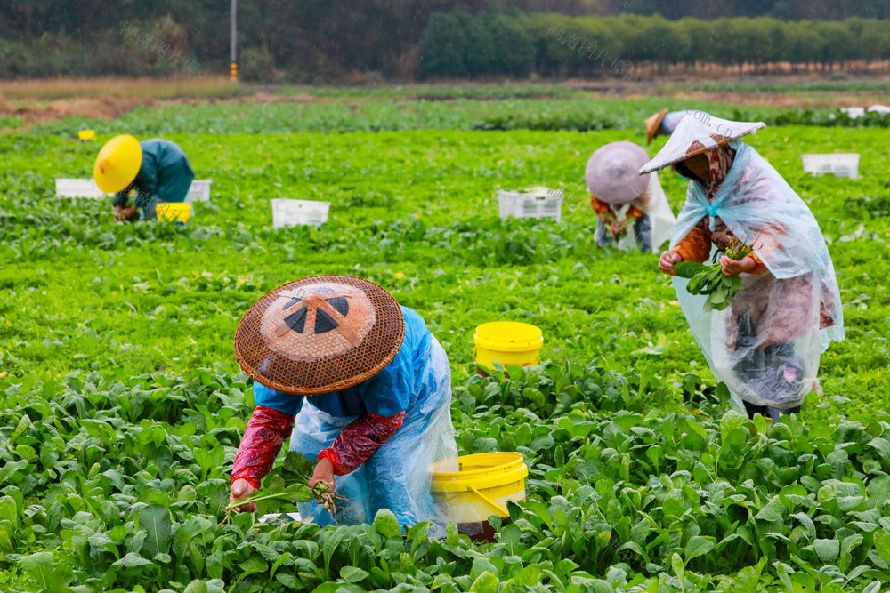 低温  冒雨  采收  蔬菜  保供应
