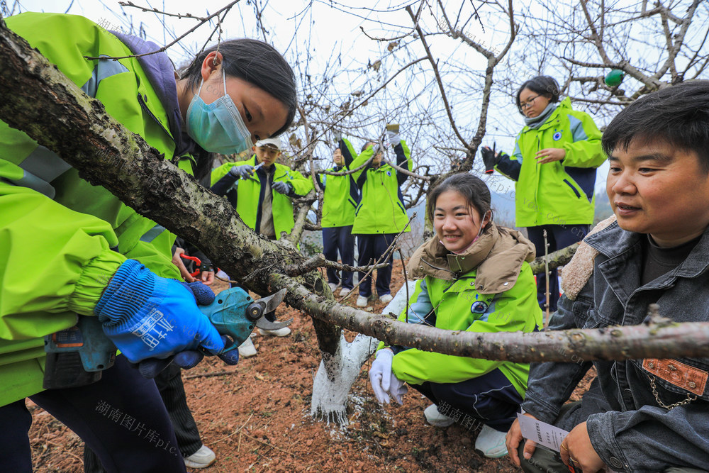 劳动实践课   劳动课进果园，果园枝条修剪实践课