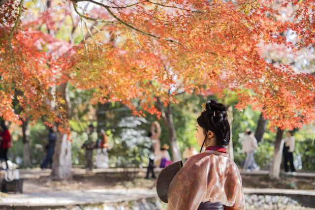 烈士公园  枫叶 梧桐 银杏 五彩斑斓 市民 游客 冬日