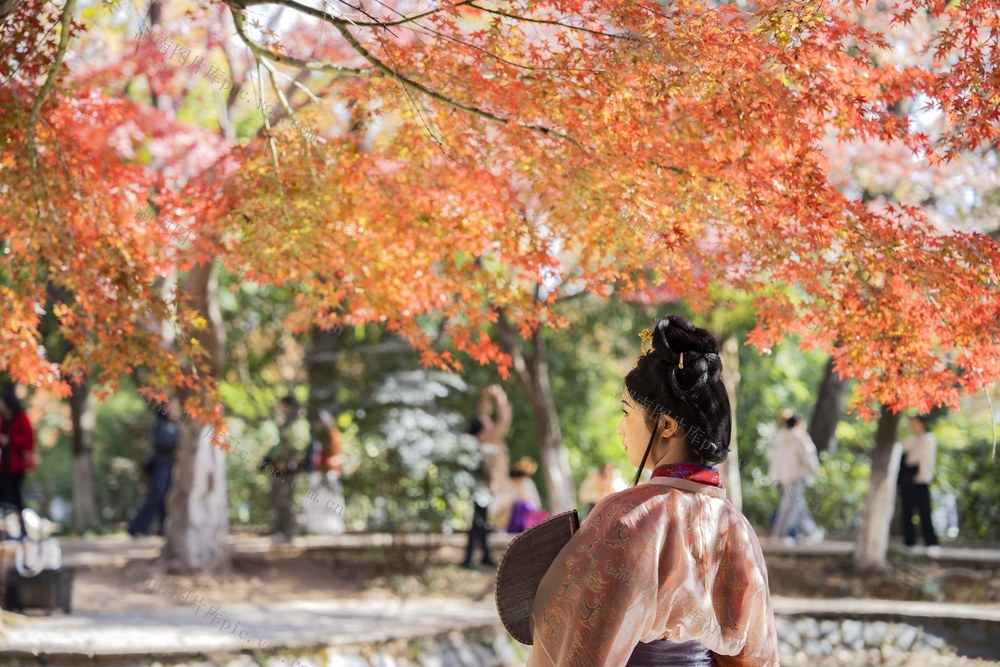 烈士公园  枫叶 梧桐 银杏 五彩斑斓 市民 游客 冬日