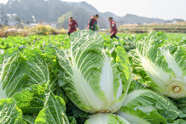 采收白菜保供应  确保乡村蔬菜经济全年红
