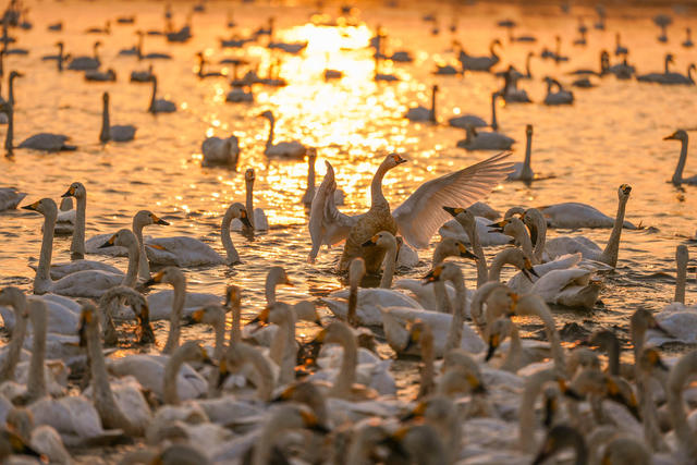 洞庭湖越冬候鸟