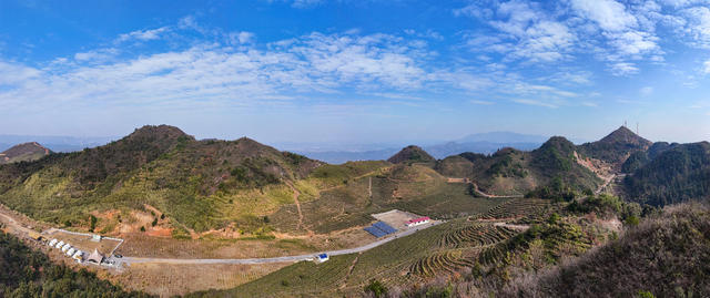 茶场  茶园  旅游  风景  乡村  振兴