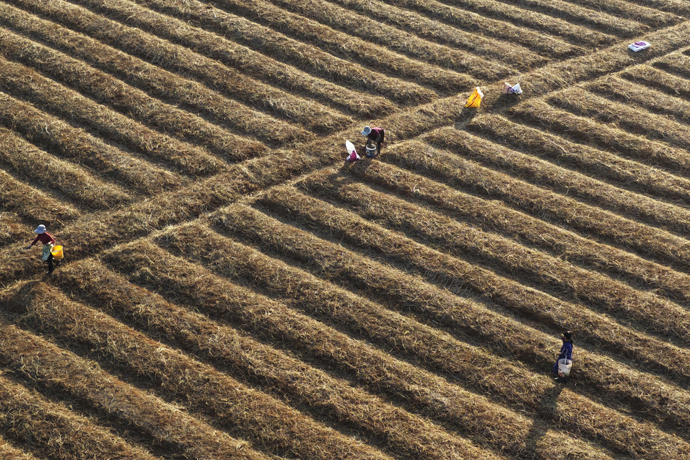 嘉禾：种植中药材   助农增收入