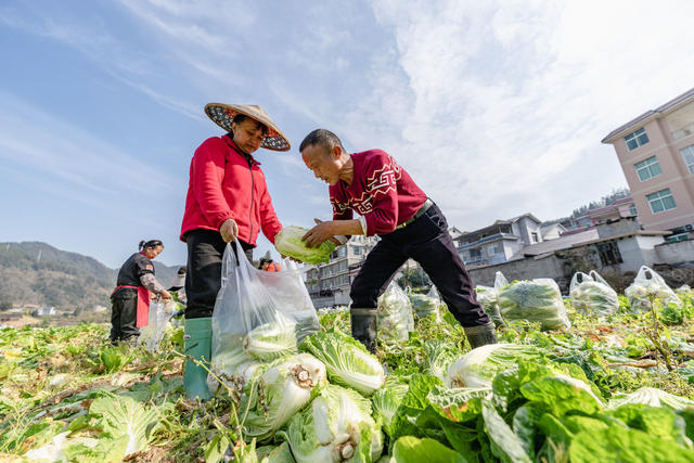 白菜 订单 乡村振兴