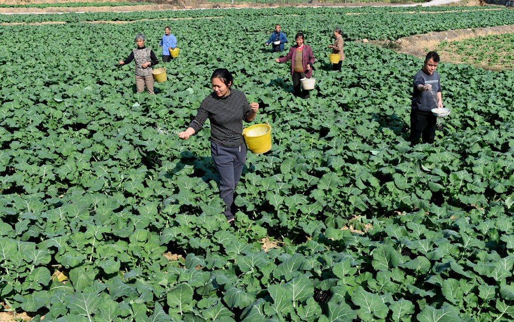 油菜，施肥，田间，田间管理，越冬，农事，农时，忙碌，农业，农民，作业，油菜地