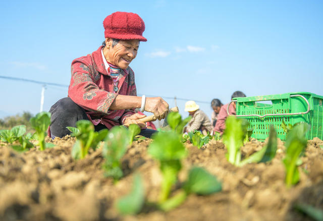 湖南道县：蔬菜栽种忙