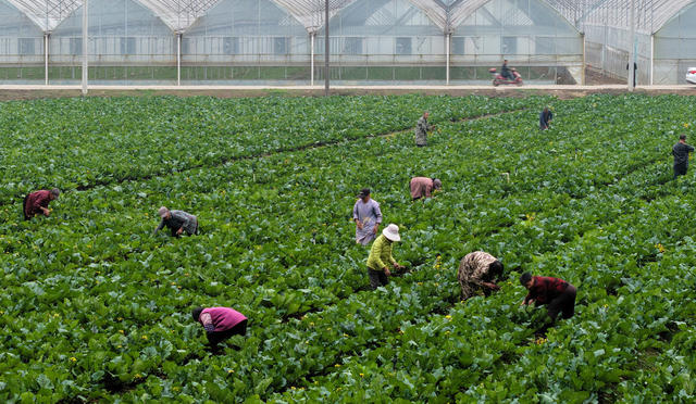 嘉禾：采摘蔬菜  供应节日市场