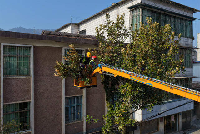 湖南桂东 绿化树 梳妆 元旦