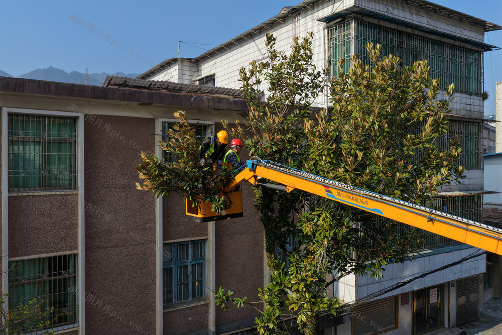 湖南桂东 绿化树 梳妆 元旦