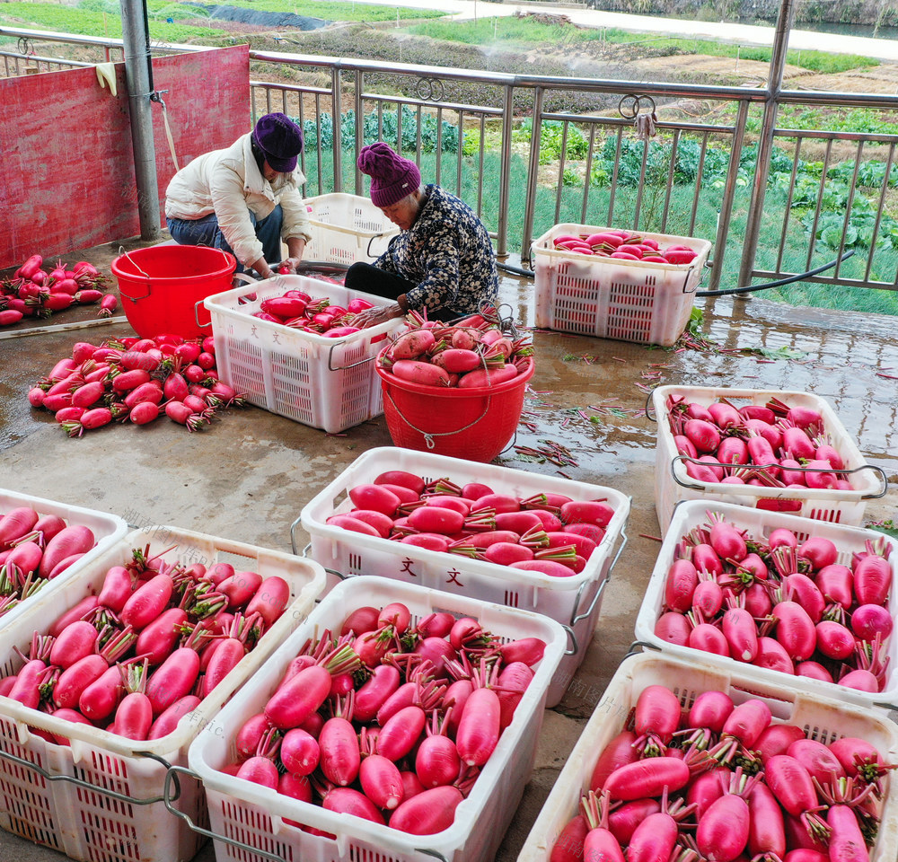 湖南 新田 红皮萝卜 丰收 乡村振兴 农业产业