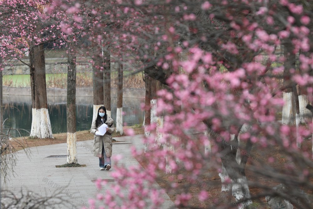 土家族  校园  大学   梅花  绽放  学生  市民   校道