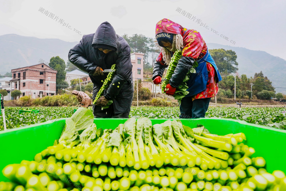 元旦  假期  采收  蔬菜  保供应