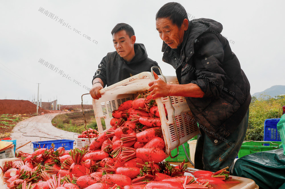 红皮萝卜  丰收  采收  小寒  农事