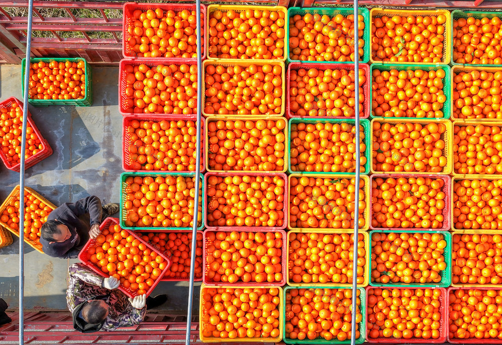 湖南道县：柑橘迎丰收 果农采销忙